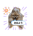 きくがわみかん（個別スタンプ：3）