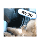 きくがわみかん（個別スタンプ：4）