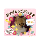 きくがわみかん（個別スタンプ：8）