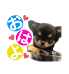 ゆうゆのチワワとダックス（個別スタンプ：1）