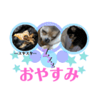 ゆうゆのチワワとダックス（個別スタンプ：2）