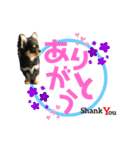 ゆうゆのチワワとダックス（個別スタンプ：20）