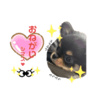 ゆうゆのチワワとダックス（個別スタンプ：21）
