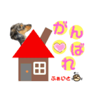 ゆうゆのチワワとダックス（個別スタンプ：23）