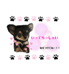 ゆうゆのチワワとダックス（個別スタンプ：24）
