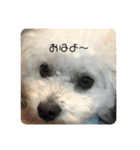 愛犬もく。#1（個別スタンプ：1）