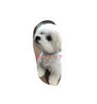 愛犬もく。#1（個別スタンプ：2）