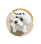 愛犬もく。#1（個別スタンプ：3）