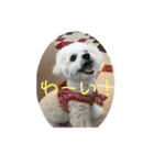 愛犬もく。#1（個別スタンプ：5）