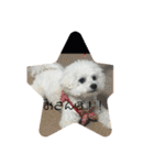 愛犬もく。#1（個別スタンプ：7）