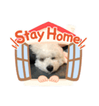 愛犬もく。#1（個別スタンプ：8）