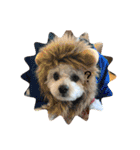 愛犬もく。#1（個別スタンプ：10）