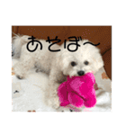 愛犬もく。#1（個別スタンプ：11）