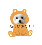 愛犬もく。#1（個別スタンプ：12）