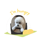 愛犬もく。#1（個別スタンプ：16）