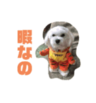 ハク様とテトりん（個別スタンプ：1）