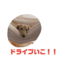 ハク様とテトりん（個別スタンプ：16）