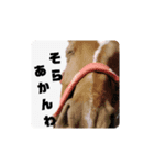 馬うますたんぷ 関西弁（個別スタンプ：10）