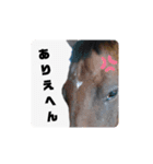 馬うますたんぷ 関西弁（個別スタンプ：16）