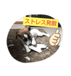 ジャックラッセルテリアラテスタンプ7（個別スタンプ：3）
