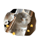 よく使うにゃんこLINE（個別スタンプ：1）