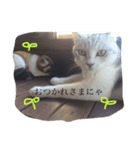 よく使うにゃんこLINE（個別スタンプ：2）