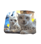 よく使うにゃんこLINE（個別スタンプ：3）