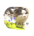 よく使うにゃんこLINE（個別スタンプ：5）