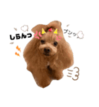 といプーギャビちゃん（個別スタンプ：6）