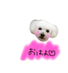 mimimocomepi（個別スタンプ：1）