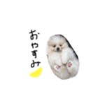 mimimocomepi（個別スタンプ：16）