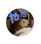 むらかみぽこです2（個別スタンプ：5）