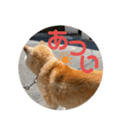 むらかみぽこです2（個別スタンプ：12）