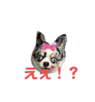 チワワのまる吉とぽぽ（個別スタンプ：5）