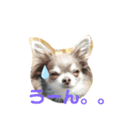チワワのまる吉とぽぽ（個別スタンプ：6）