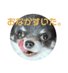 チワワのまる吉とぽぽ（個別スタンプ：16）