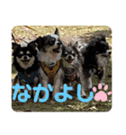 チワワのまる吉とぽぽ（個別スタンプ：20）