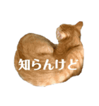 ゼンしゅうスタンプ（個別スタンプ：7）