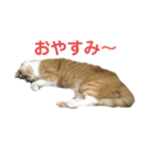 ゼンしゅうスタンプ（個別スタンプ：8）