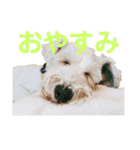 おジョイさん（個別スタンプ：1）