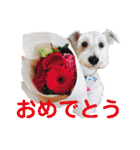 おジョイさん（個別スタンプ：5）