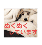 おジョイさん（個別スタンプ：12）