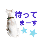 おジョイさん（個別スタンプ：23）