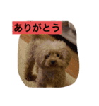 ココ.シュシュスタンプ（個別スタンプ：1）