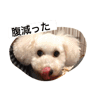 ココ.シュシュスタンプ（個別スタンプ：21）