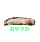 ココ.シュシュスタンプ（個別スタンプ：22）