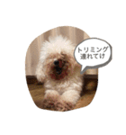 ココ.シュシュスタンプ（個別スタンプ：24）