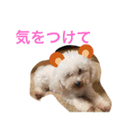 ココ.シュシュスタンプ（個別スタンプ：35）
