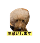 ココ.シュシュスタンプ（個別スタンプ：37）
