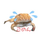 カエル時々カメ（個別スタンプ：10）